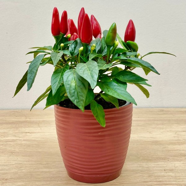 Перец стручковый конусовидный красный