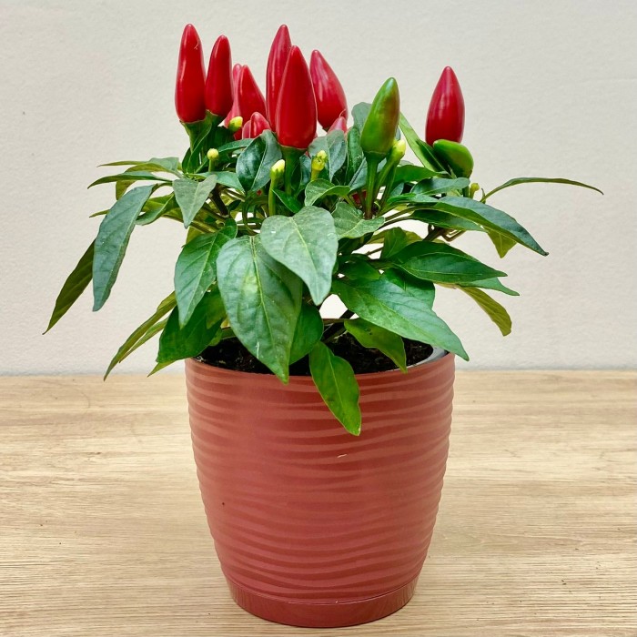 Перец стручковый конусовидный красный