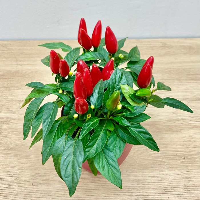 Перец стручковый конусовидный красный