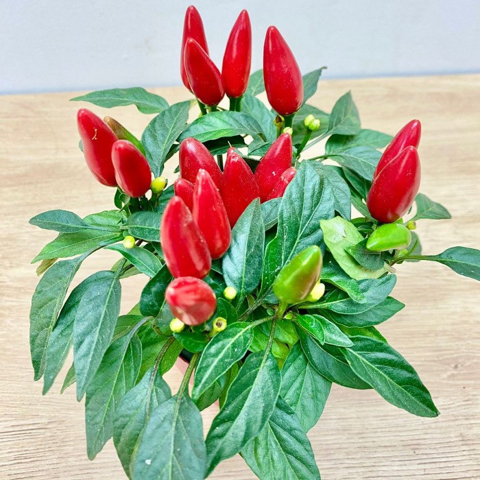 Перец стручковый конусовидный красный