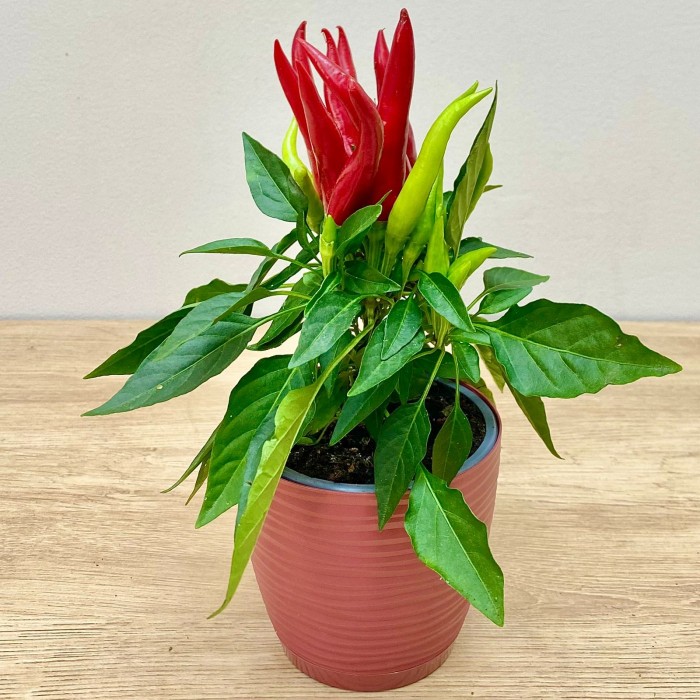 Перец стручковый продолговатый красный