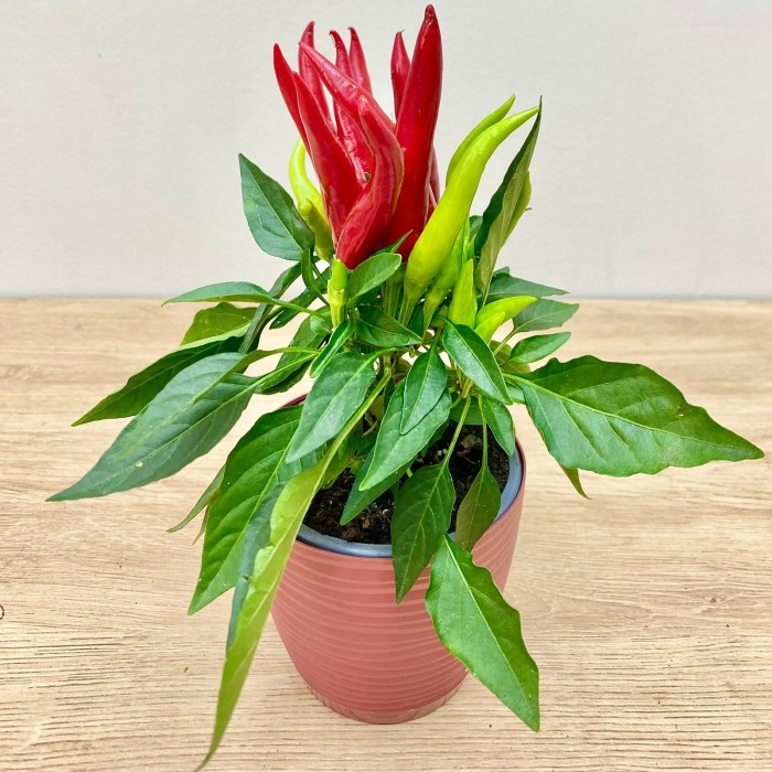 Перец стручковый продолговатый красный