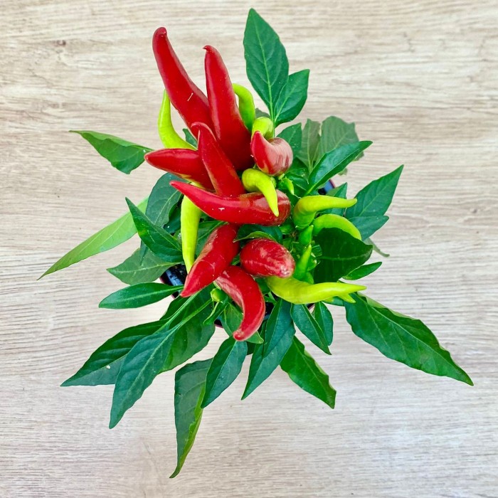 Перец стручковый продолговатый красный