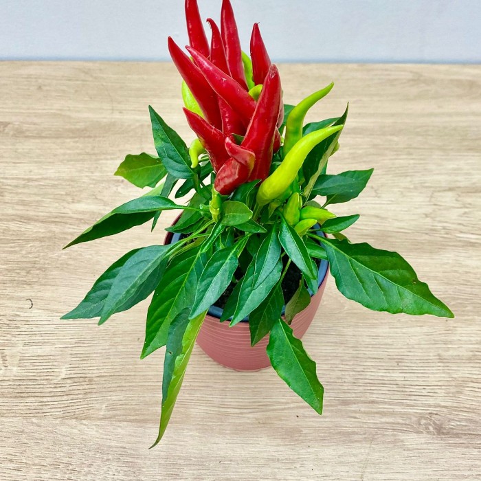 Перец стручковый продолговатый красный