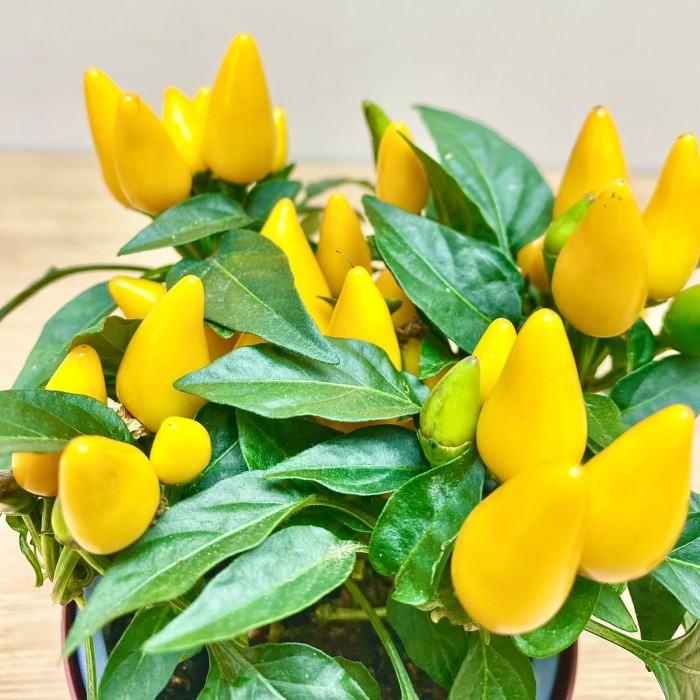 Перец стручковый желтый