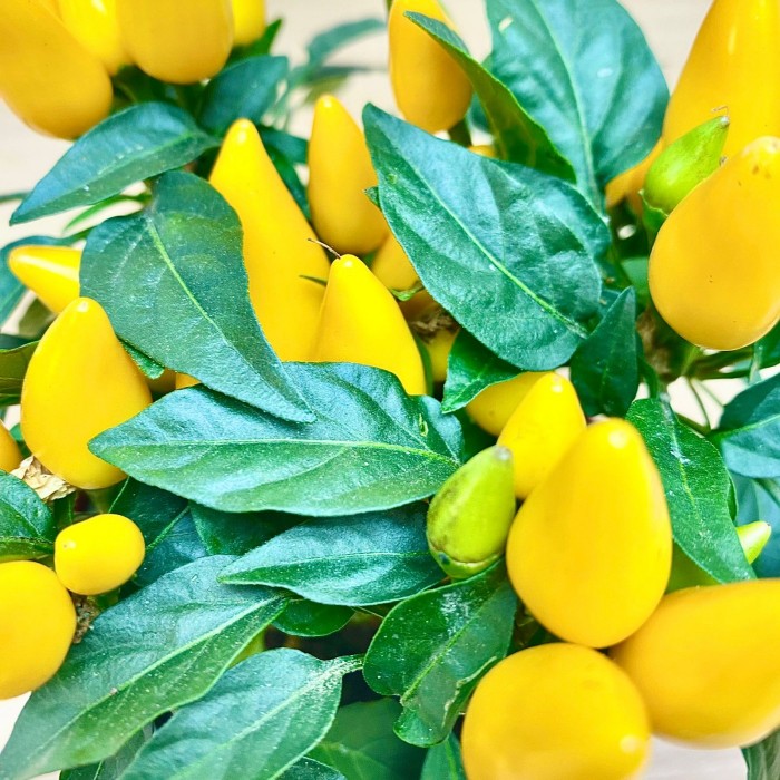 Перец стручковый желтый