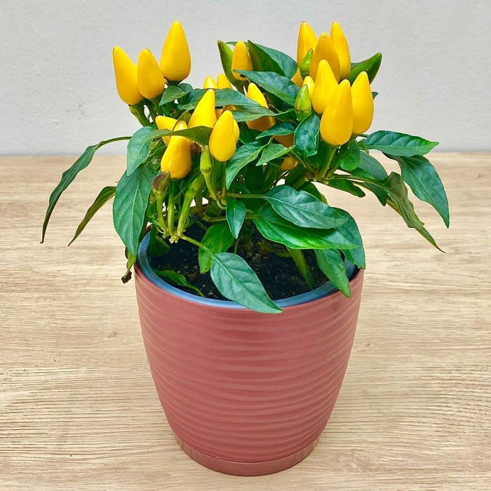 Перец стручковый желтый