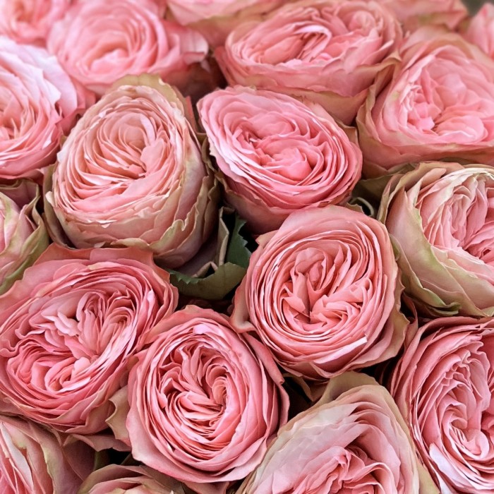 Пионовидная роза Кахала 50 см