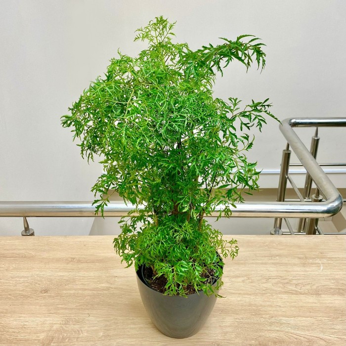 Полисциас Гавайя Минг