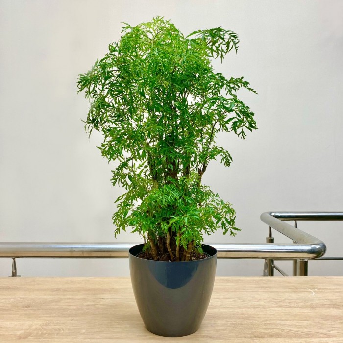 Полисциас Гавайя Минг