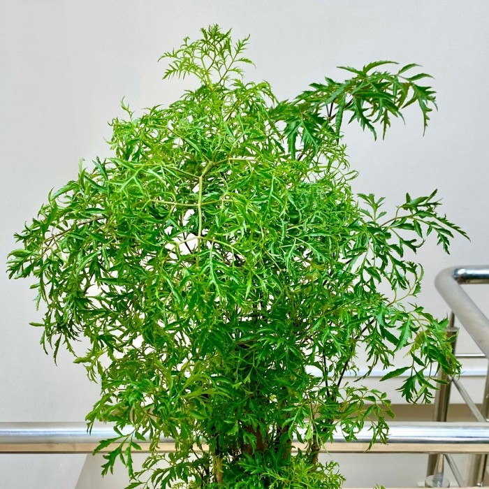 Полисциас Гавайя Минг