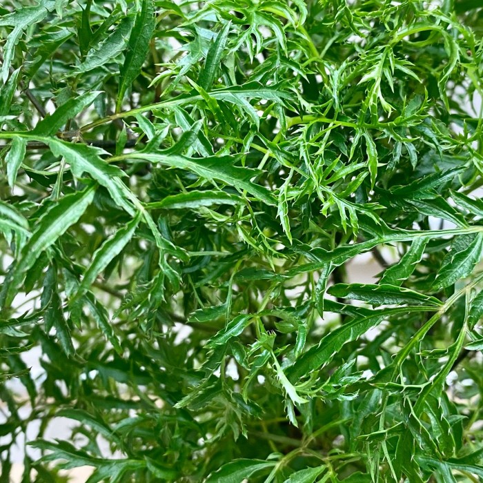 Полисциас Гавайя Минг