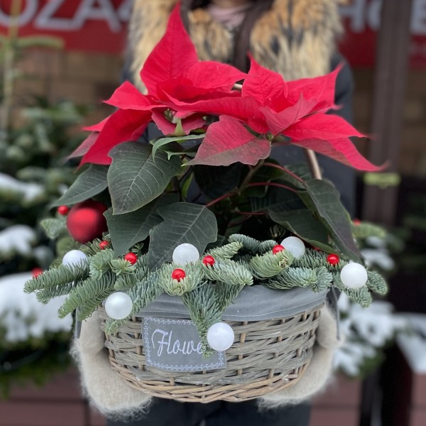 Пуансеттия красная в корзине с декором