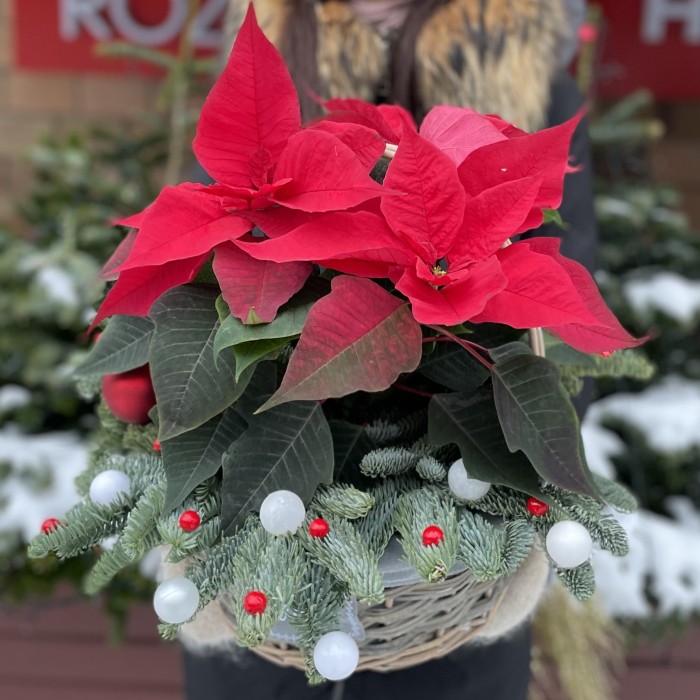 Пуансеттия красная в корзине с декором