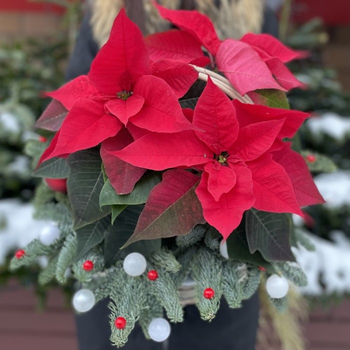 Пуансеттия красная в корзине с декором