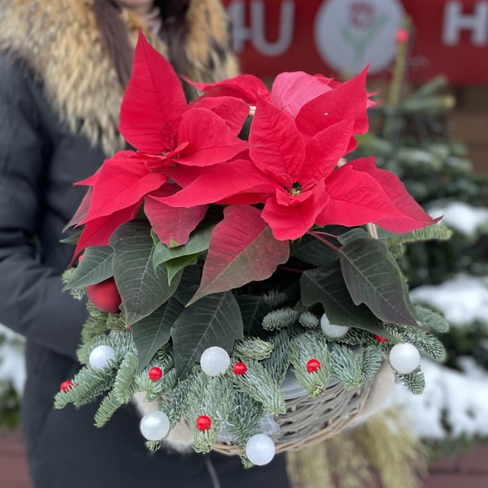 Пуансеттия красная в корзине с декором