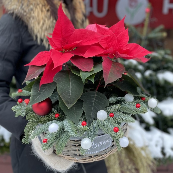 Пуансеттия красная в корзине с декором
