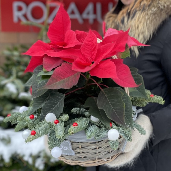 Пуансеттия красная в корзине с декором