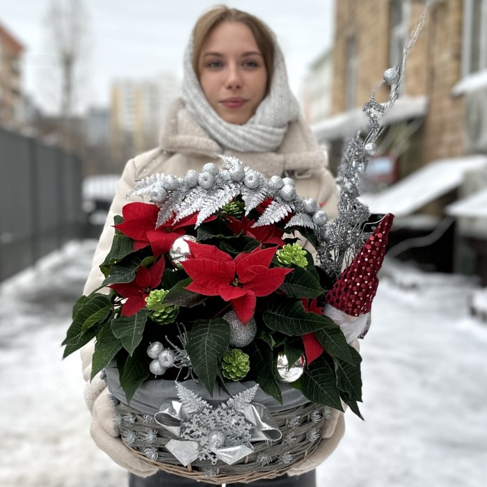 Пуансеттия в корзине с серебряным декором