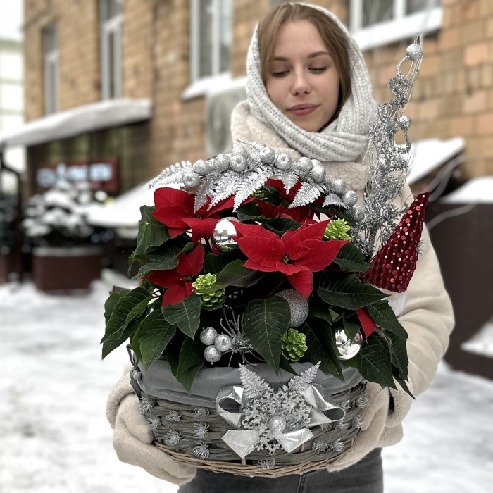 Пуансеттия в корзине с серебряным декором