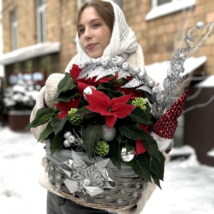 Пуансеттия в корзине с серебряным декором