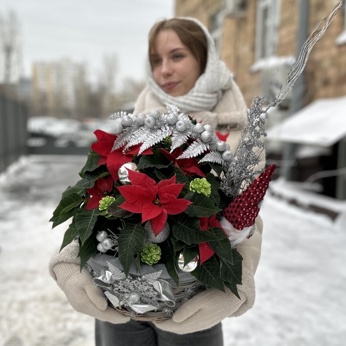 Пуансеттия в корзине с серебряным декором