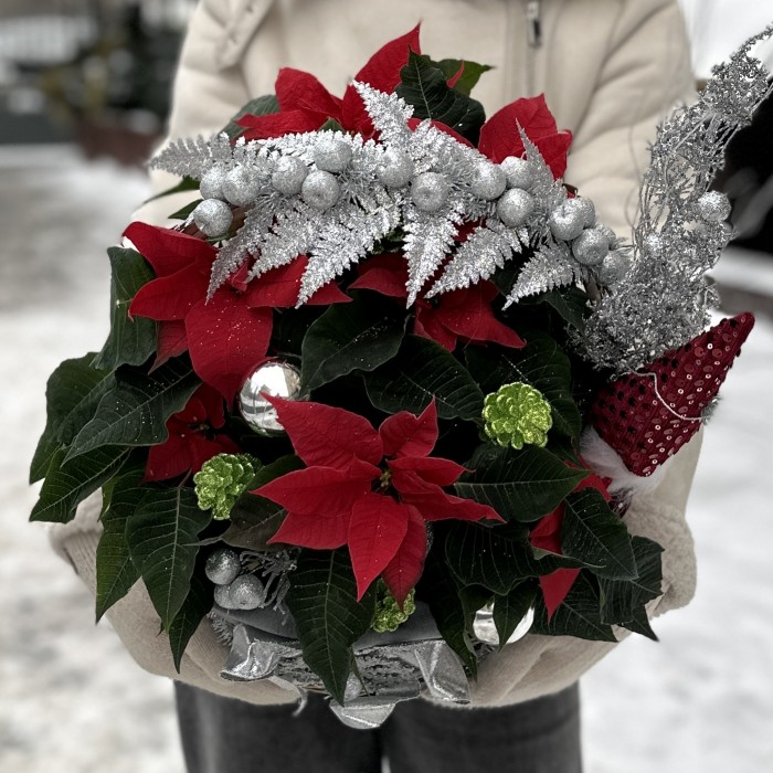 Пуансеттия в корзине с серебряным декором
