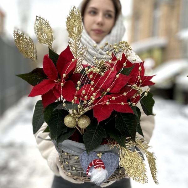 Пуансеттия красная в корзине с золотым декором