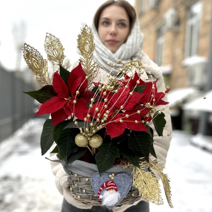 Пуансеттия красная в корзине с золотым декором