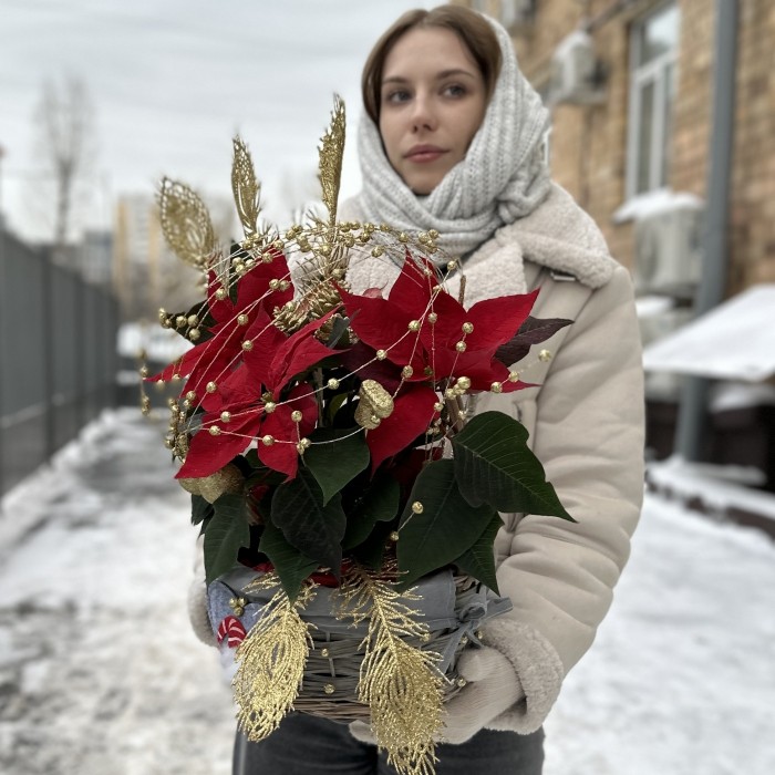 Пуансеттия красная в корзине с золотым декором