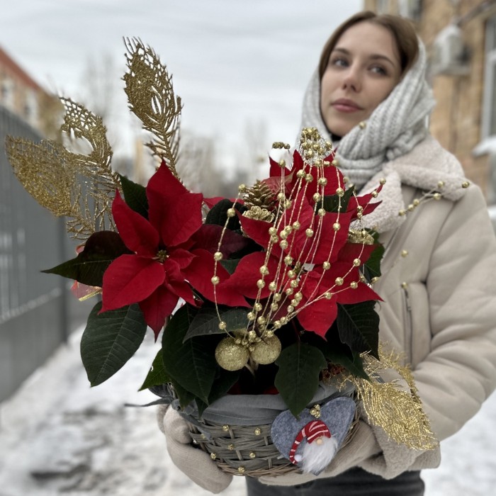 Пуансеттия красная в корзине с золотым декором
