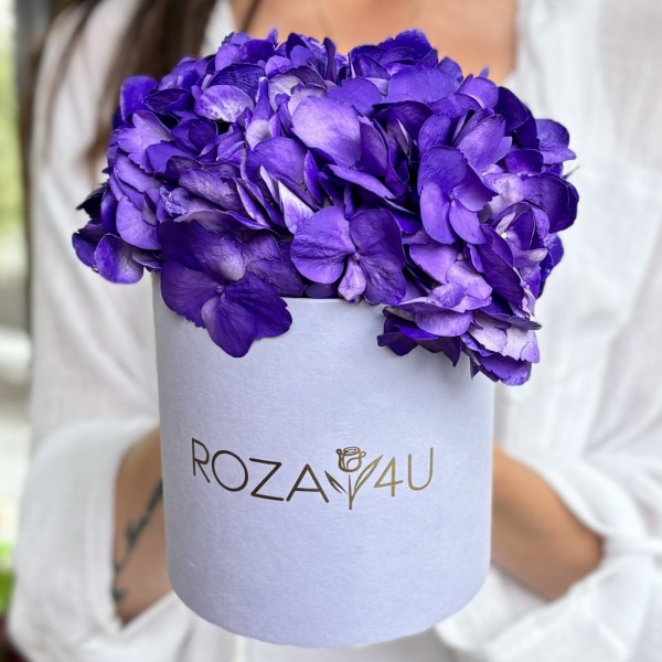 Пурпурная гортензия в коробке