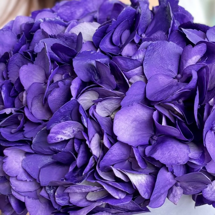 Пурпурная гортензия в коробке