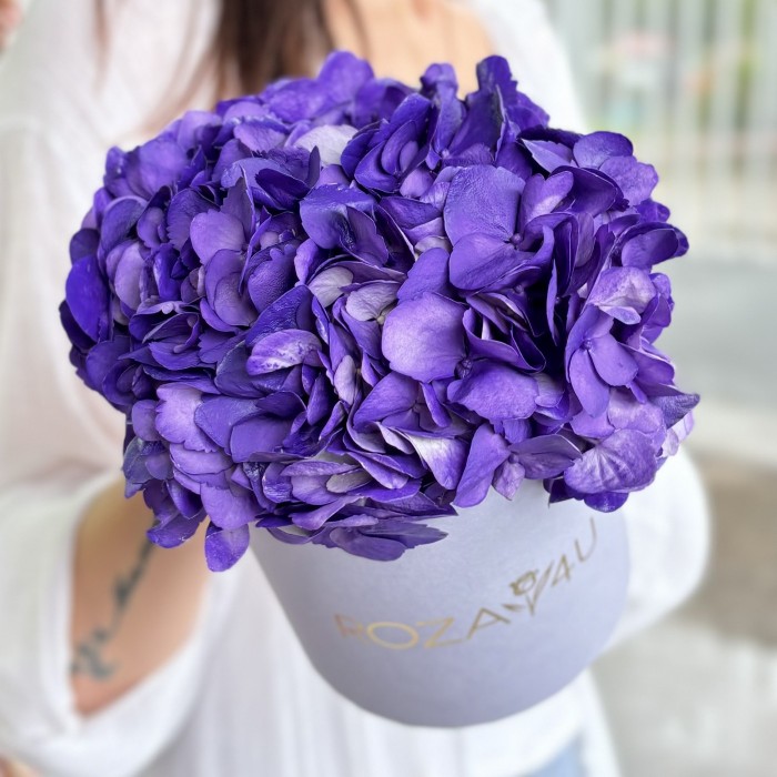 Пурпурная гортензия в коробке