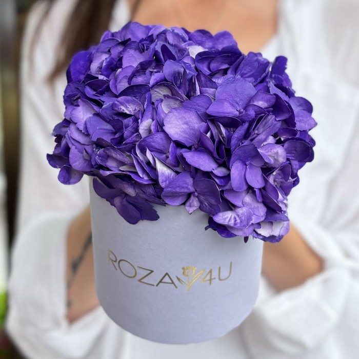 Пурпурная гортензия в коробке