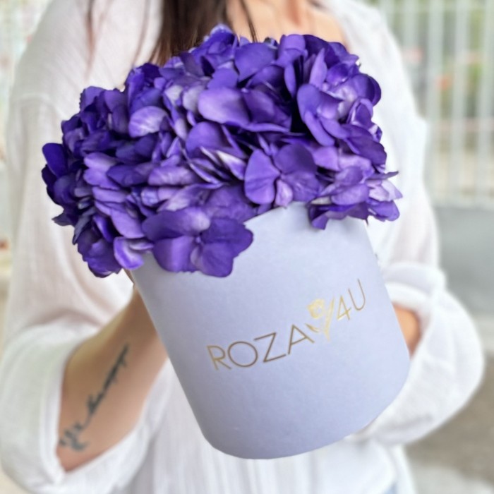 Пурпурная гортензия в коробке