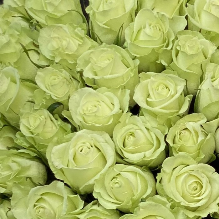 Роза бело-зеленая Ноель 40 см
