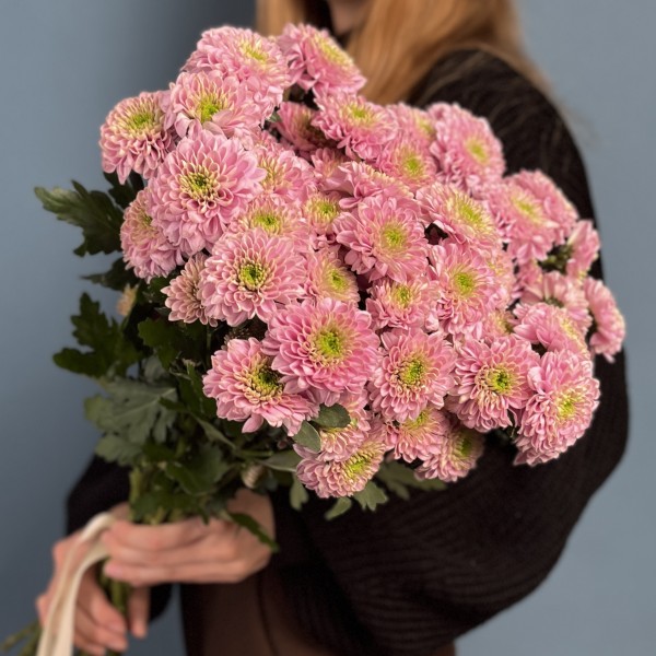 Розовая кустовая хризантема Романс