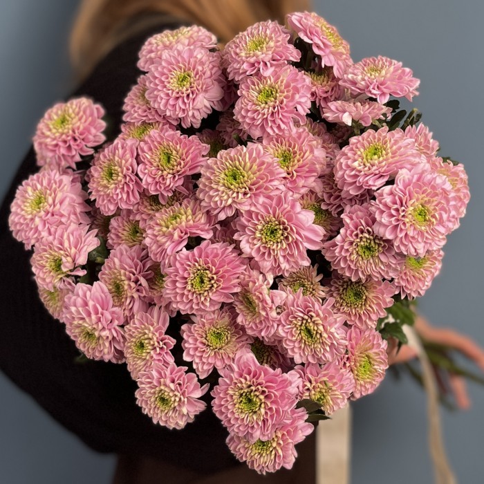 Розовая кустовая хризантема Романс