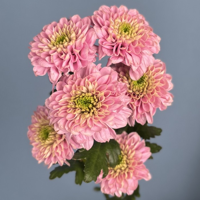 Розовая кустовая хризантема Романс