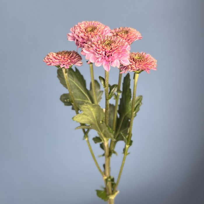 Розовая кустовая хризантема Романс