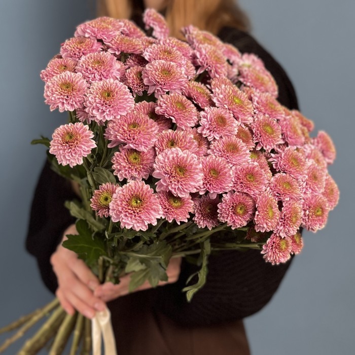 Розовая кустовая хризантема Романс