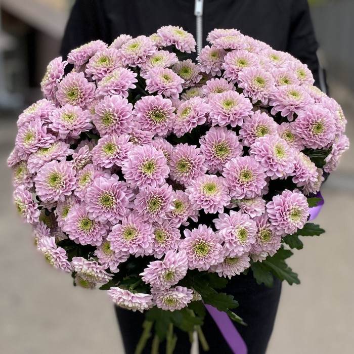 Розовая кустовая хризантема Романс