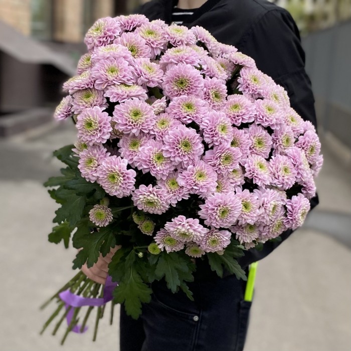 Розовая кустовая хризантема Романс