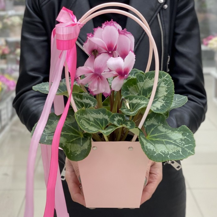Розовый цикламен с волнистой каймой в сумочке