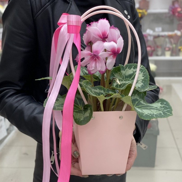 Розовый цикламен с волнистой каймой в сумочке