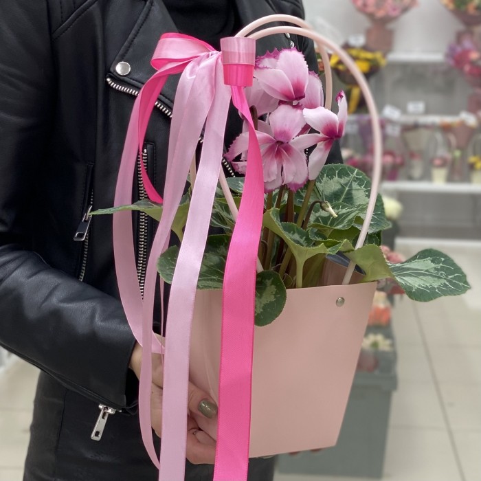 Розовый цикламен с волнистой каймой в сумочке