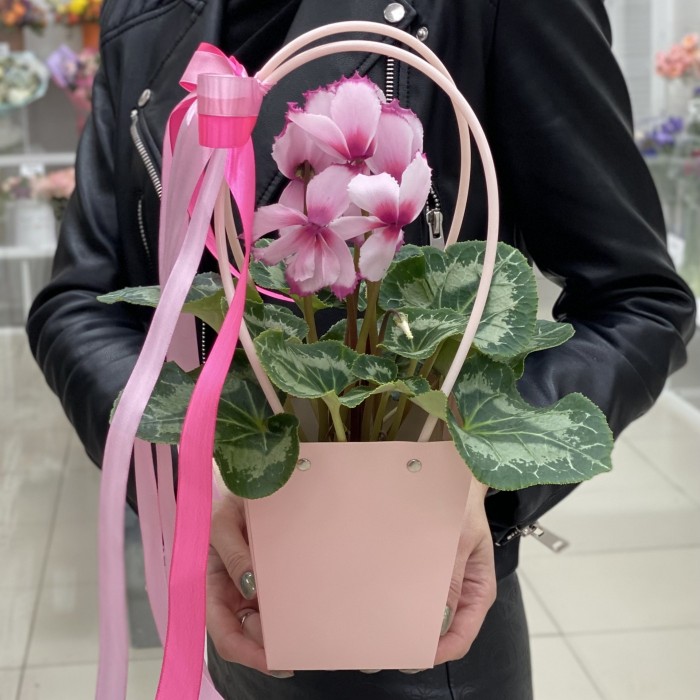 Розовый цикламен с волнистой каймой в сумочке