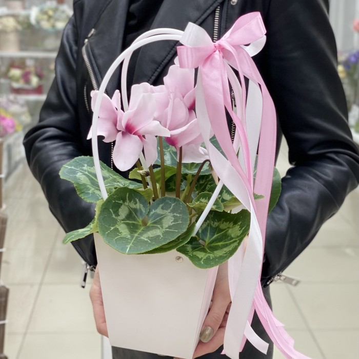 Цикламен розовый в сумочке
