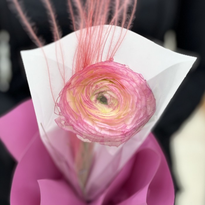 Розовый ранункулюс в упаковке